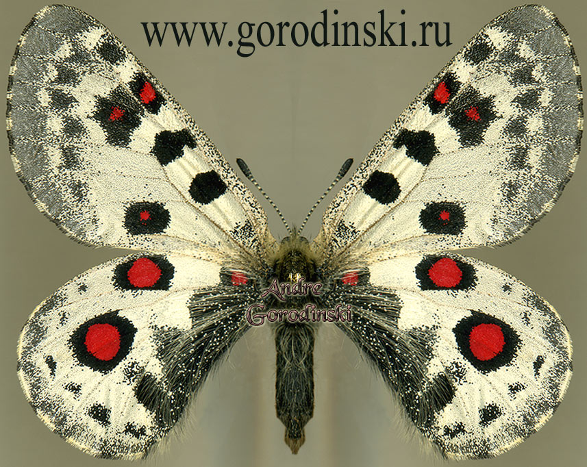 http://www.gorodinski.ru/papilionidae/Parnassius epaphus hasegawai.jpg